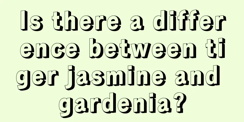 Is there a difference between tiger jasmine and gardenia?