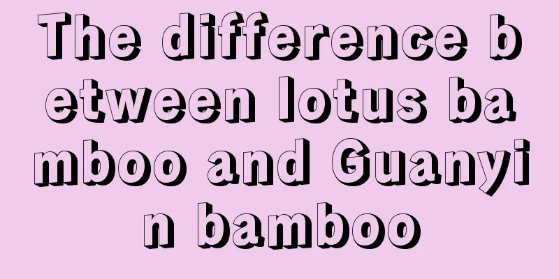 The difference between lotus bamboo and Guanyin bamboo