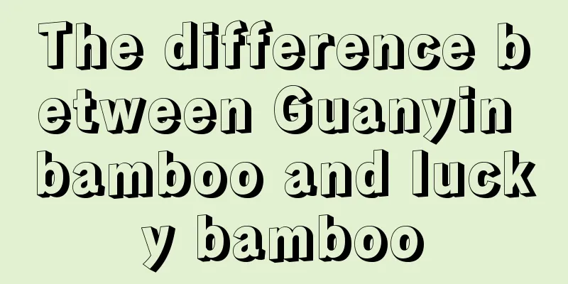 The difference between Guanyin bamboo and lucky bamboo