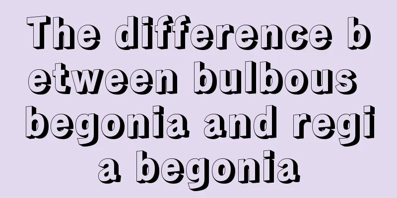 The difference between bulbous begonia and regia begonia