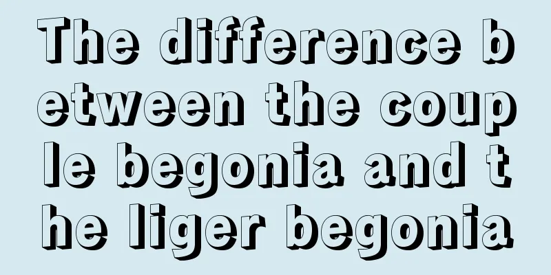 The difference between the couple begonia and the liger begonia