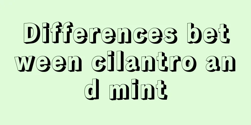 Differences between cilantro and mint