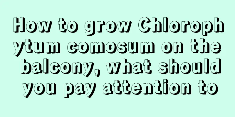 How to grow Chlorophytum comosum on the balcony, what should you pay attention to