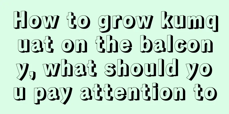 How to grow kumquat on the balcony, what should you pay attention to