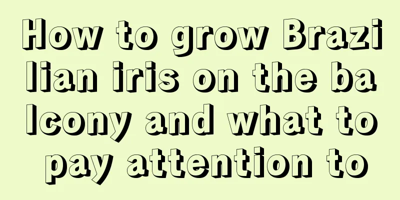 How to grow Brazilian iris on the balcony and what to pay attention to