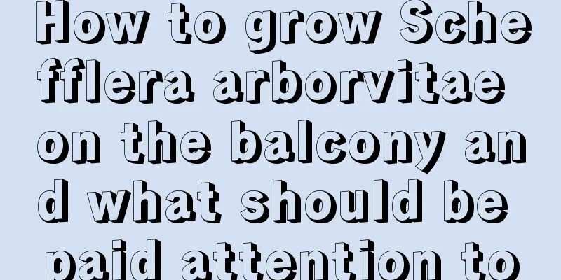 How to grow Schefflera arborvitae on the balcony and what should be paid attention to