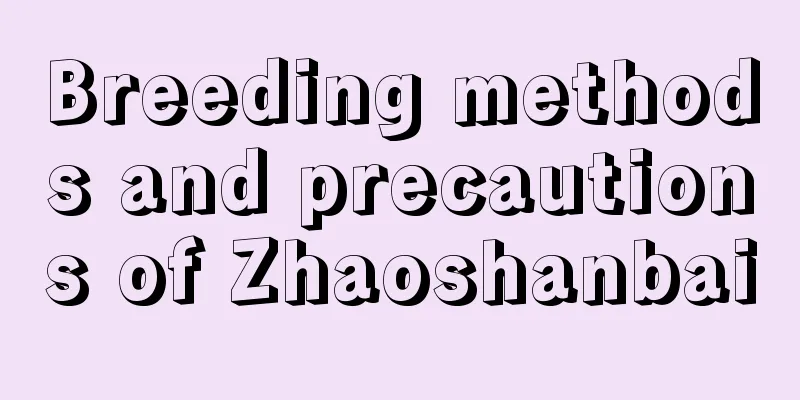 Breeding methods and precautions of Zhaoshanbai