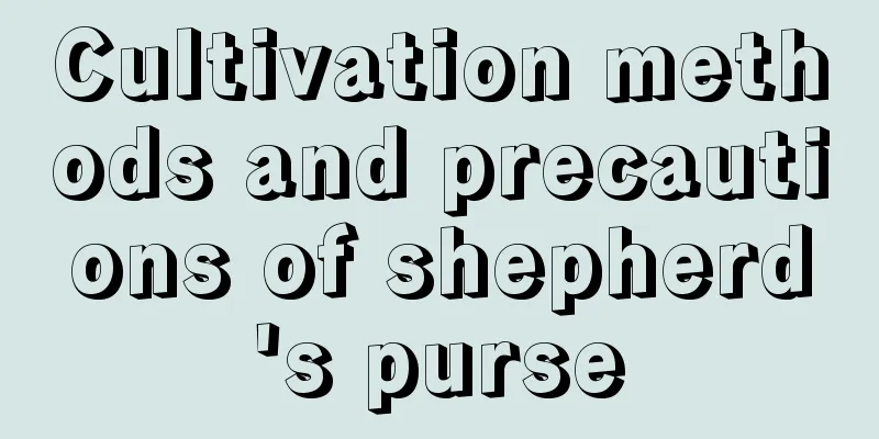 Cultivation methods and precautions of shepherd's purse