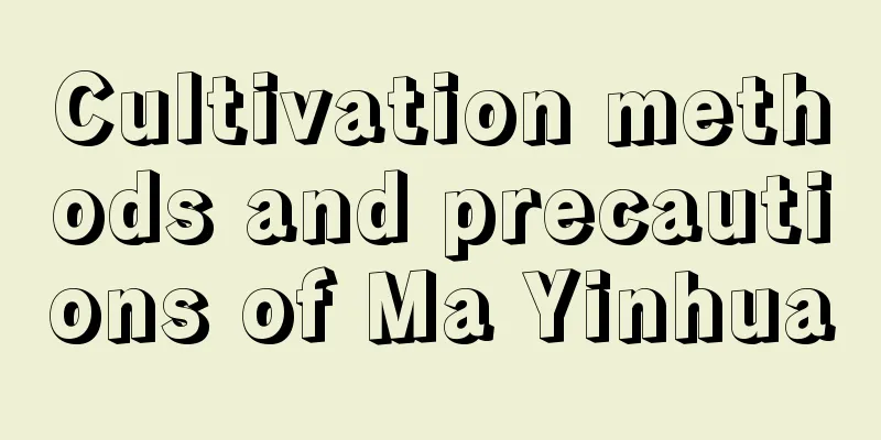 Cultivation methods and precautions of Ma Yinhua