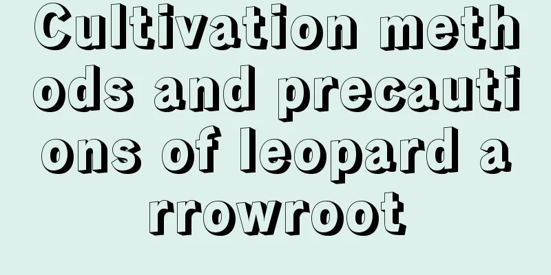 Cultivation methods and precautions of leopard arrowroot