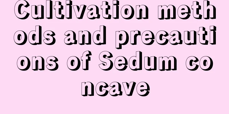 Cultivation methods and precautions of Sedum concave