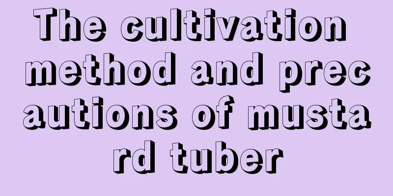 The cultivation method and precautions of mustard tuber