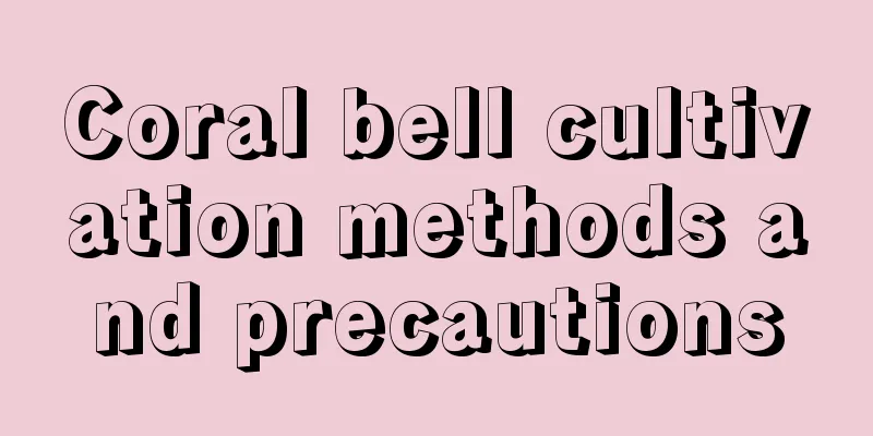 Coral bell cultivation methods and precautions