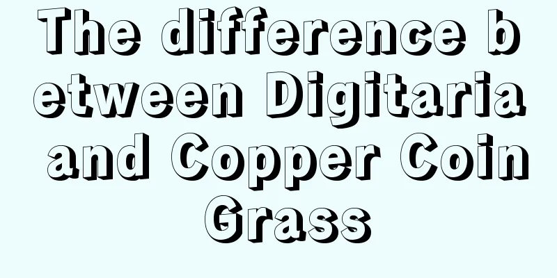 The difference between Digitaria and Copper Coin Grass