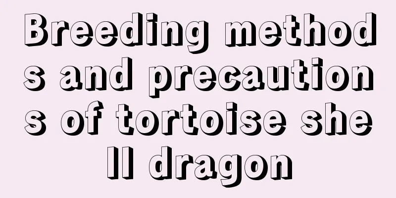 Breeding methods and precautions of tortoise shell dragon