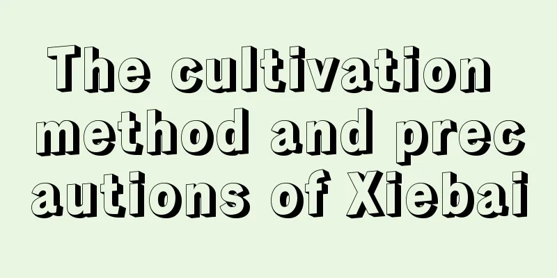 The cultivation method and precautions of Xiebai