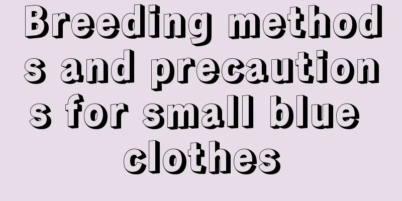 Breeding methods and precautions for small blue clothes