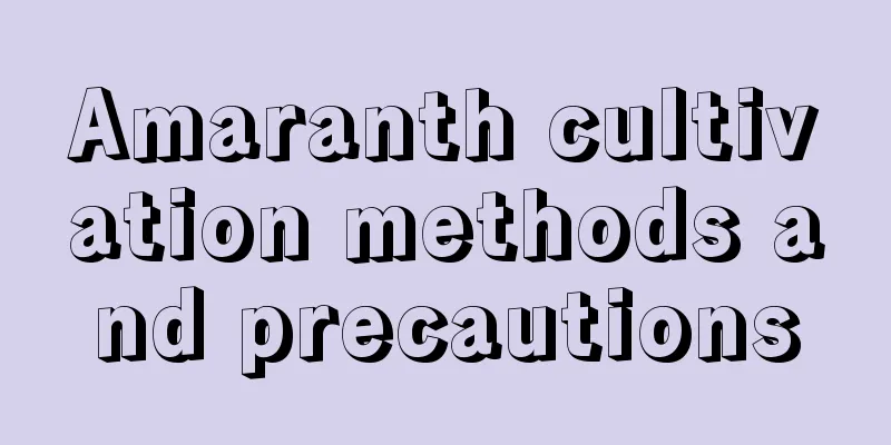 Amaranth cultivation methods and precautions