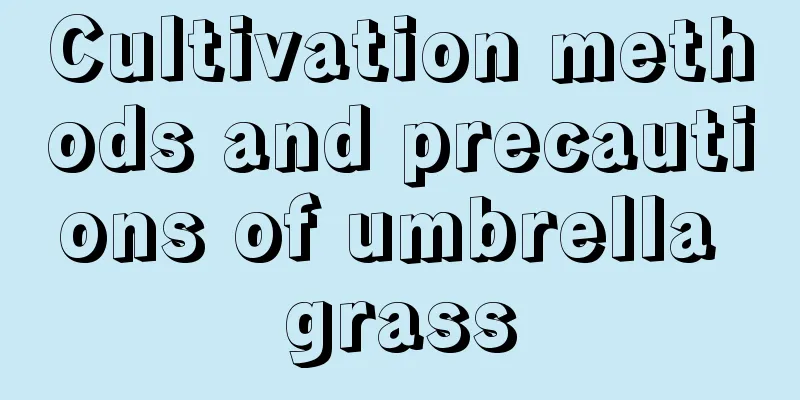 Cultivation methods and precautions of umbrella grass