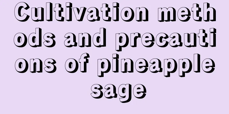 Cultivation methods and precautions of pineapple sage