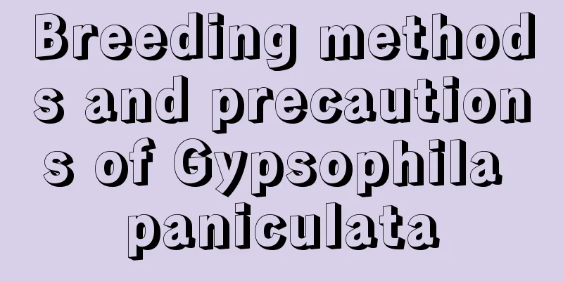 Breeding methods and precautions of Gypsophila paniculata