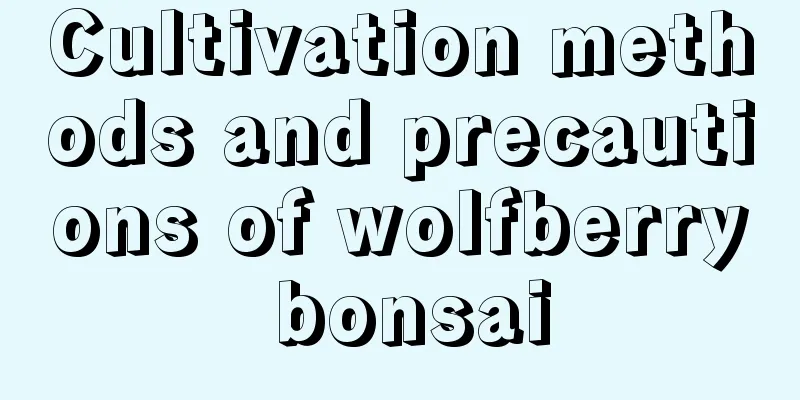 Cultivation methods and precautions of wolfberry bonsai