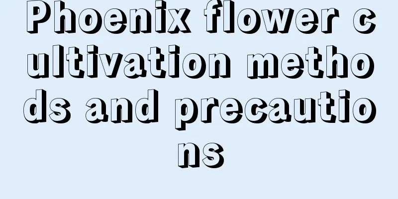 Phoenix flower cultivation methods and precautions