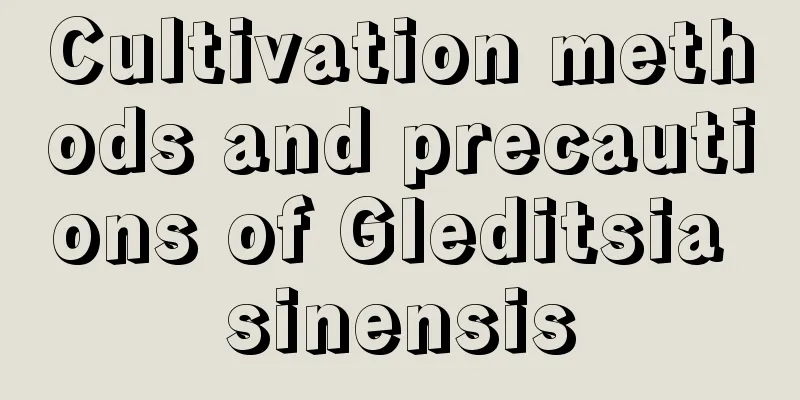 Cultivation methods and precautions of Gleditsia sinensis