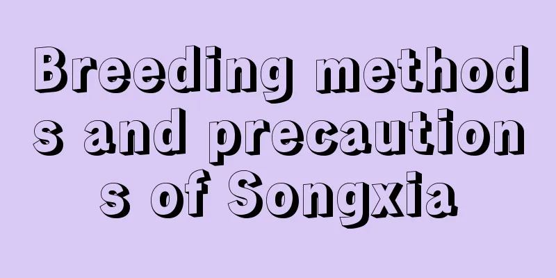 Breeding methods and precautions of Songxia