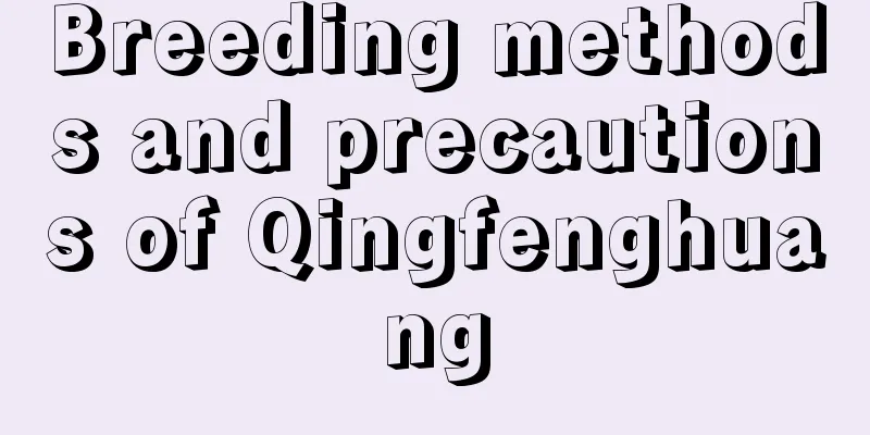 Breeding methods and precautions of Qingfenghuang