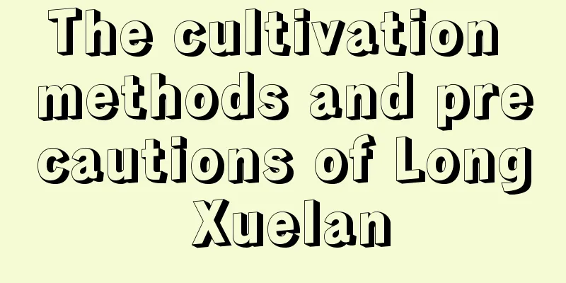 The cultivation methods and precautions of Long Xuelan