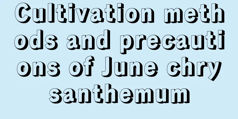 Cultivation methods and precautions of June chrysanthemum