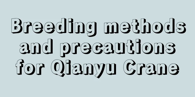 Breeding methods and precautions for Qianyu Crane