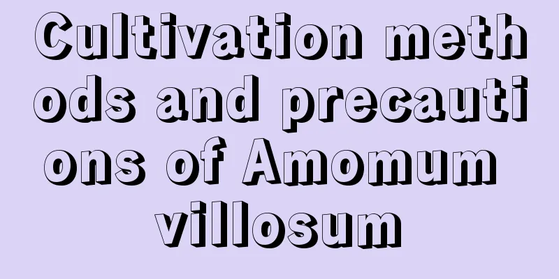 Cultivation methods and precautions of Amomum villosum