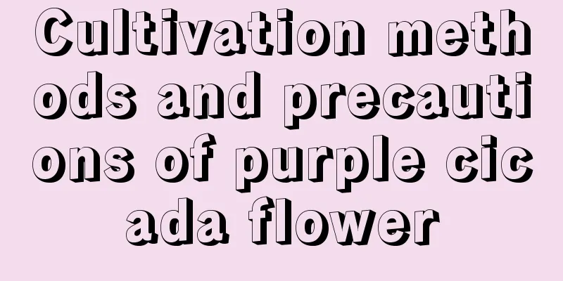 Cultivation methods and precautions of purple cicada flower