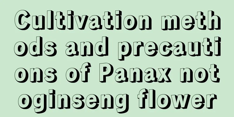 Cultivation methods and precautions of Panax notoginseng flower