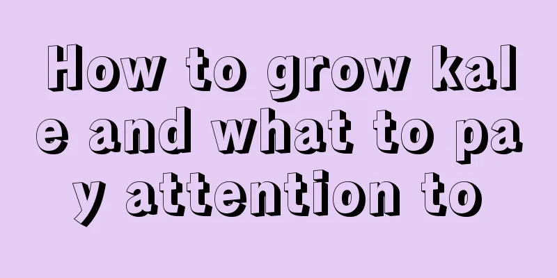 How to grow kale and what to pay attention to