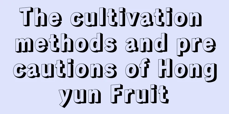 The cultivation methods and precautions of Hongyun Fruit