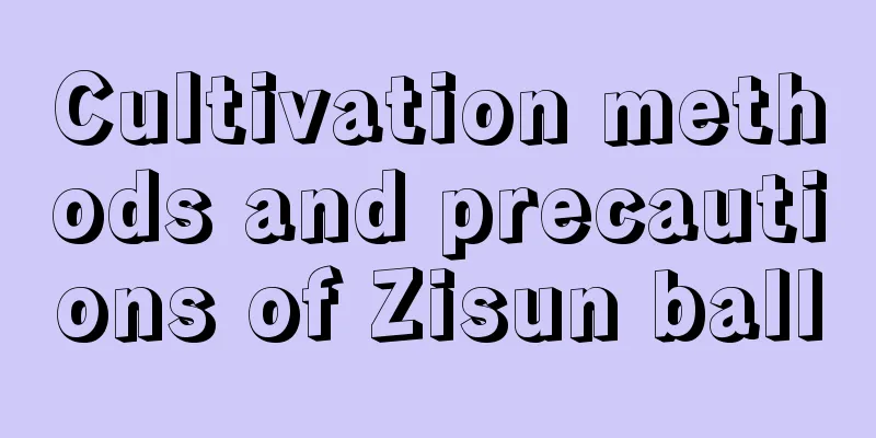 Cultivation methods and precautions of Zisun ball