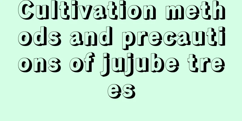 Cultivation methods and precautions of jujube trees