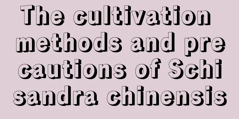 The cultivation methods and precautions of Schisandra chinensis