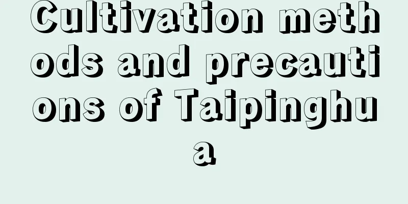 Cultivation methods and precautions of Taipinghua