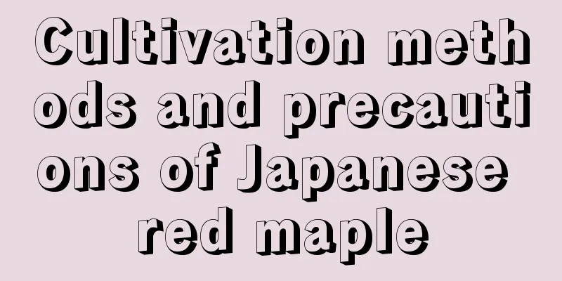 Cultivation methods and precautions of Japanese red maple