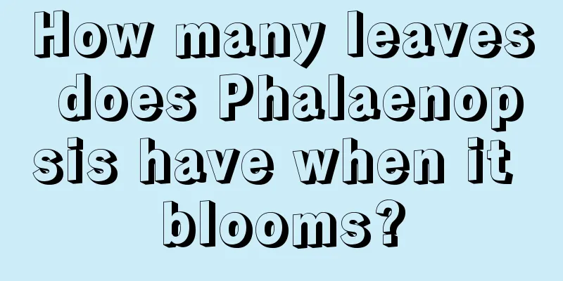 How many leaves does Phalaenopsis have when it blooms?