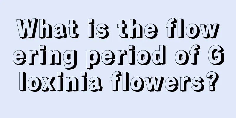 What is the flowering period of Gloxinia flowers?