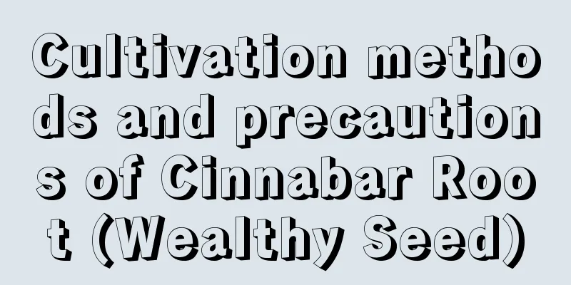 Cultivation methods and precautions of Cinnabar Root (Wealthy Seed)