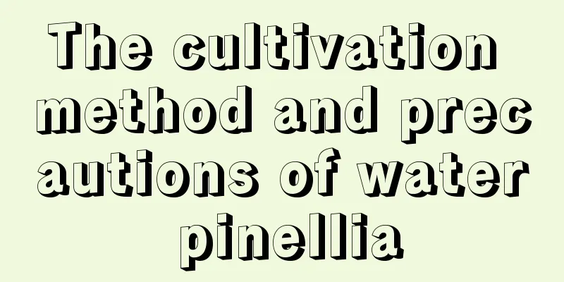 The cultivation method and precautions of water pinellia