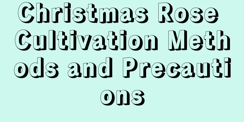 Christmas Rose Cultivation Methods and Precautions