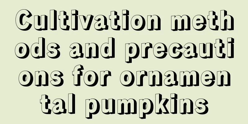 Cultivation methods and precautions for ornamental pumpkins