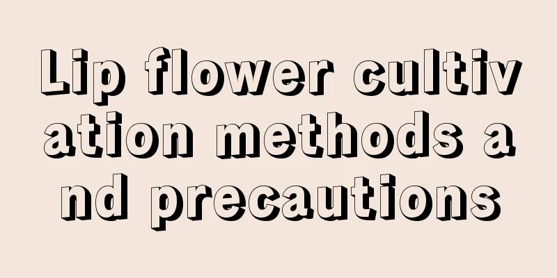 Lip flower cultivation methods and precautions